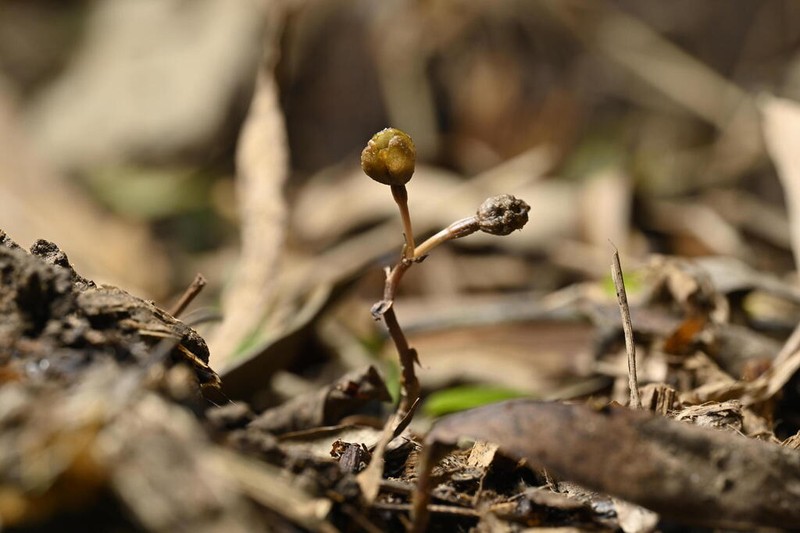 Gastrodia nantoensis photo 4