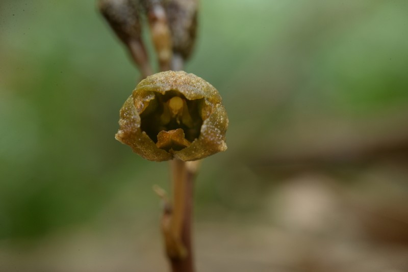 Gastrodia nantoensis photo 5