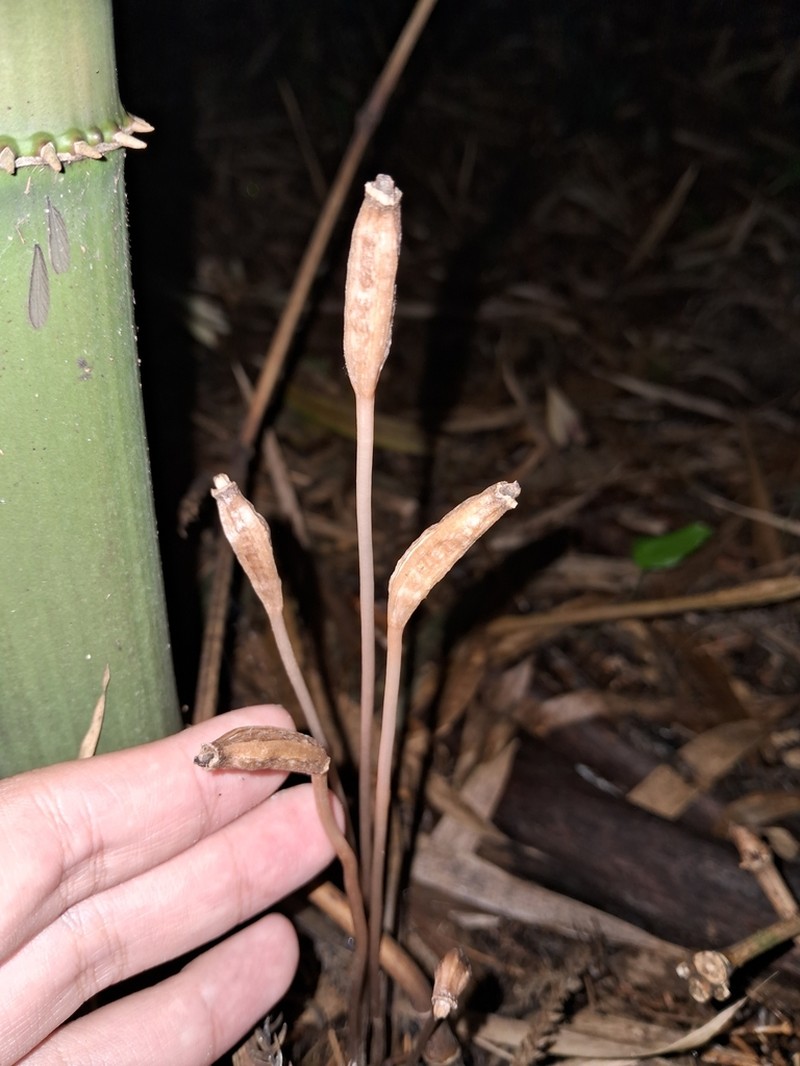 Gastrodia nantoensis photo 6