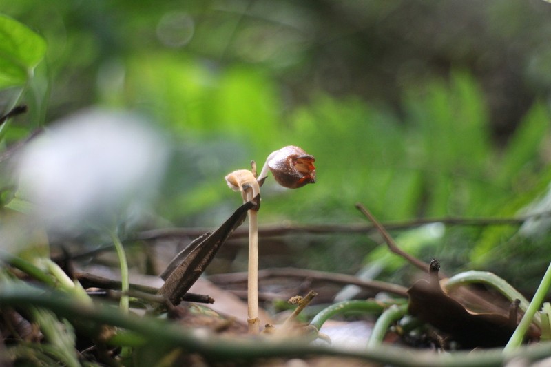 Gastrodia rubinea