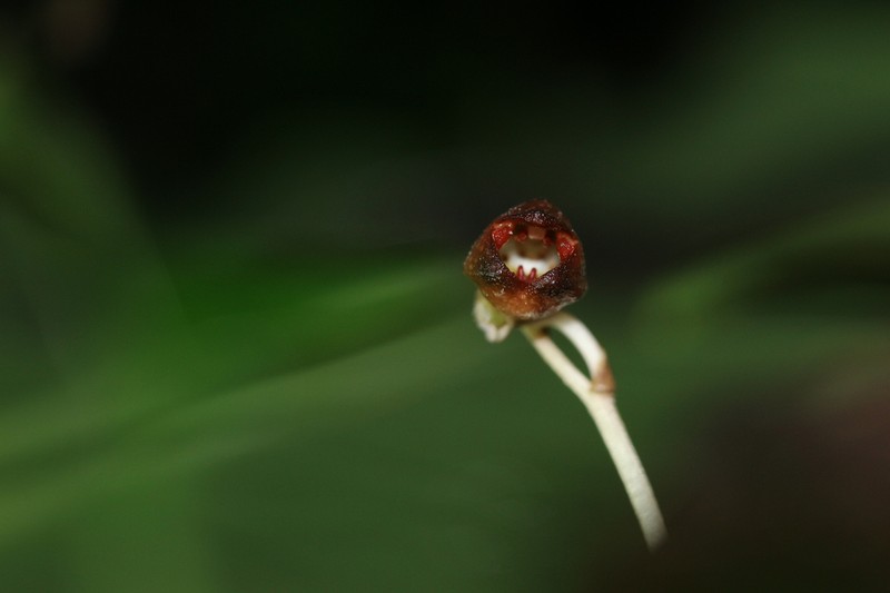 Gastrodia rubinea photo 2