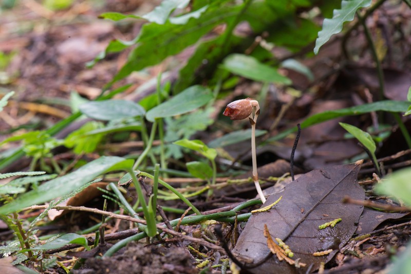 Gastrodia rubinea photo 3