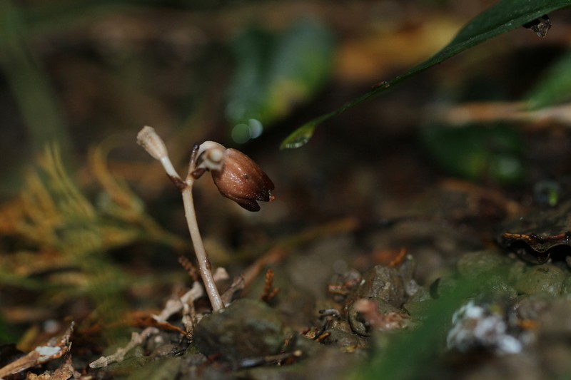 Gastrodia rubinea photo 4