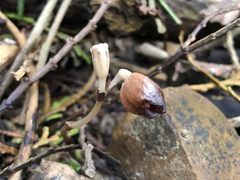Gastrodia rubinea photo 5