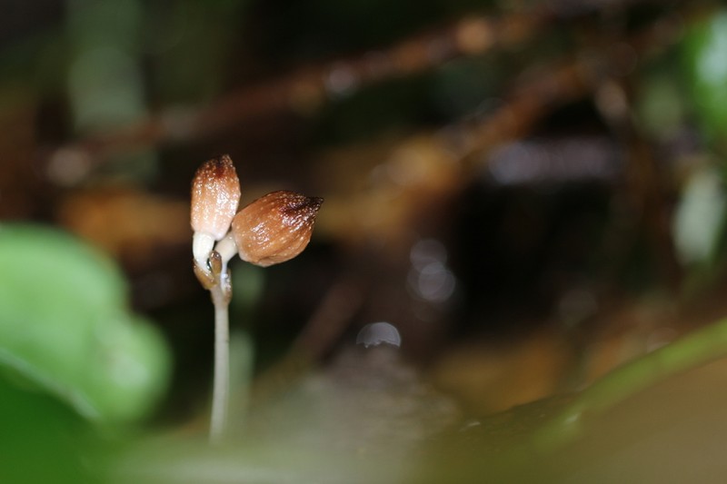 Gastrodia rubinea photo 6