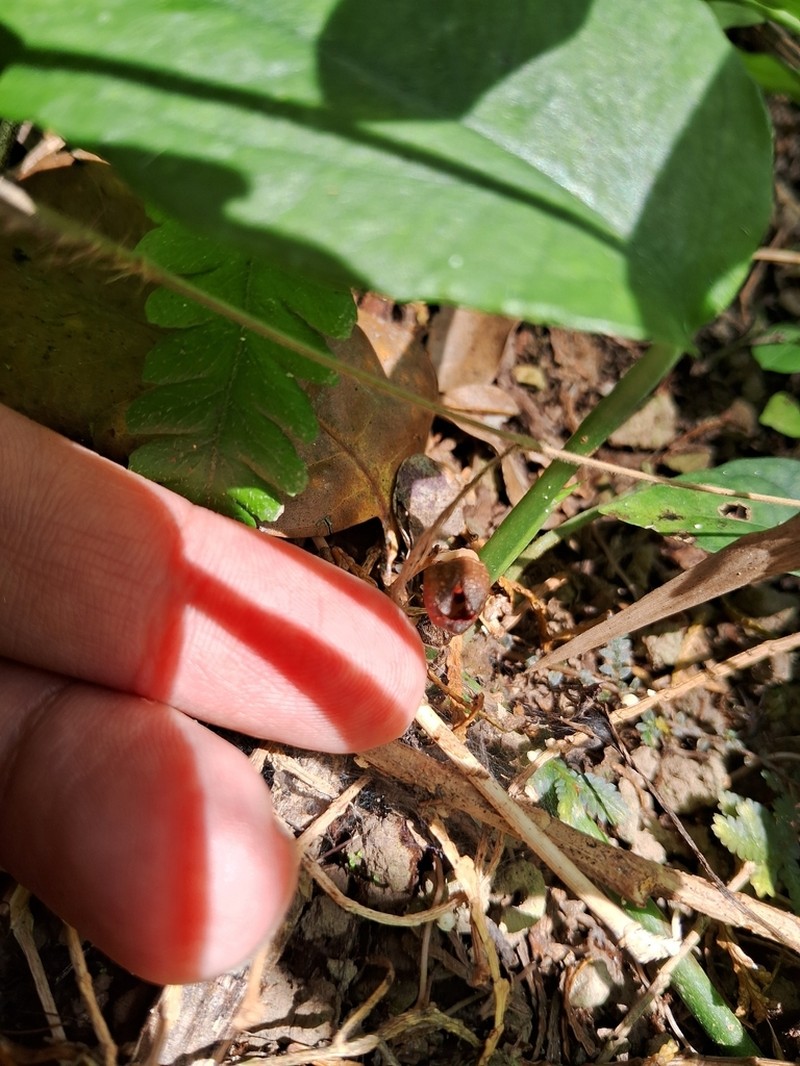 Gastrodia rubinea photo 7