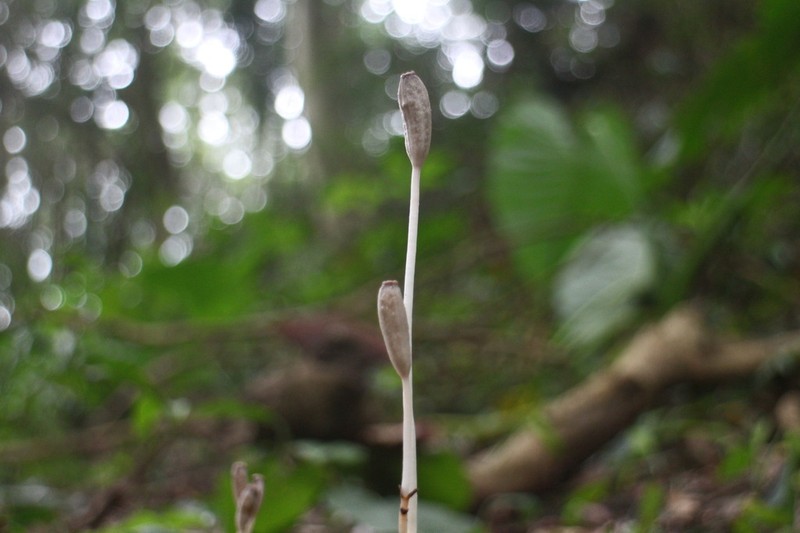Gastrodia rubinea photo 8