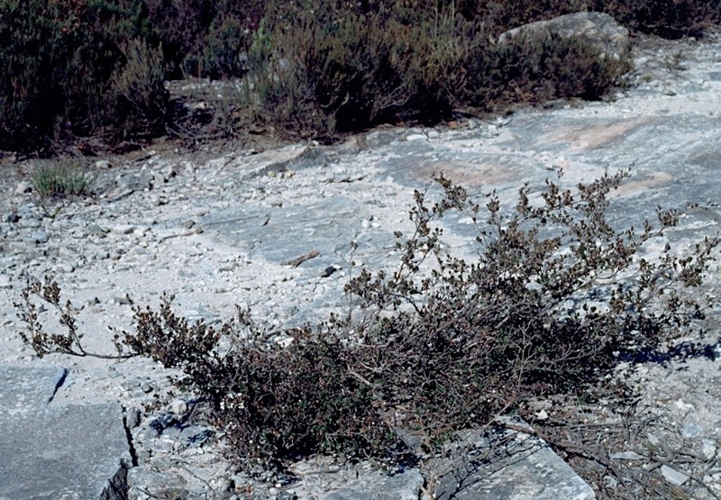 Gaudium blakelyi