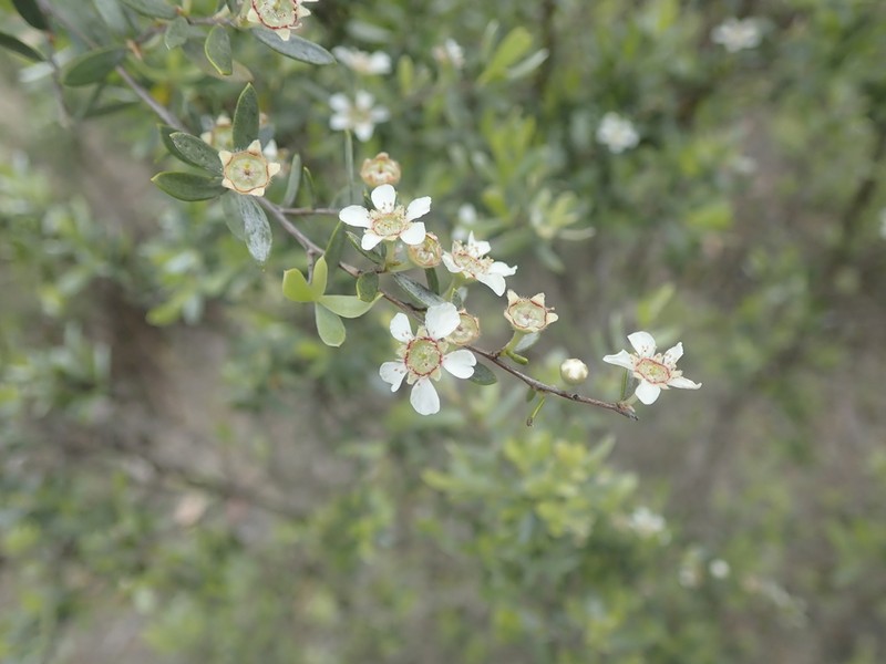 Gaudium brevipes photo 2