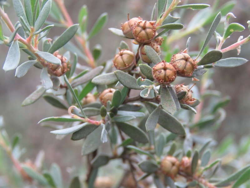 Gaudium brevipes photo 3