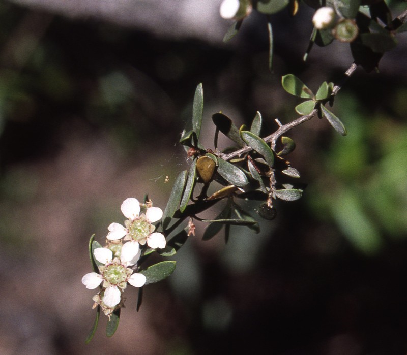 Gaudium brevipes photo 4