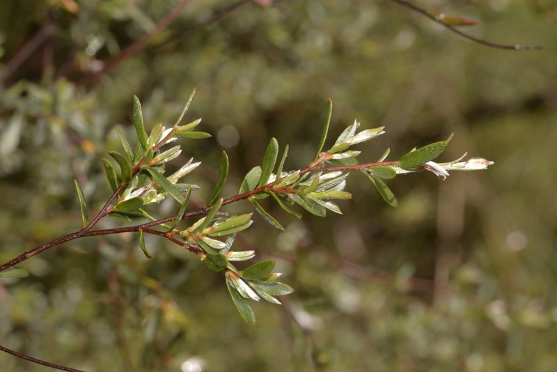 Gaudium brevipes photo 6