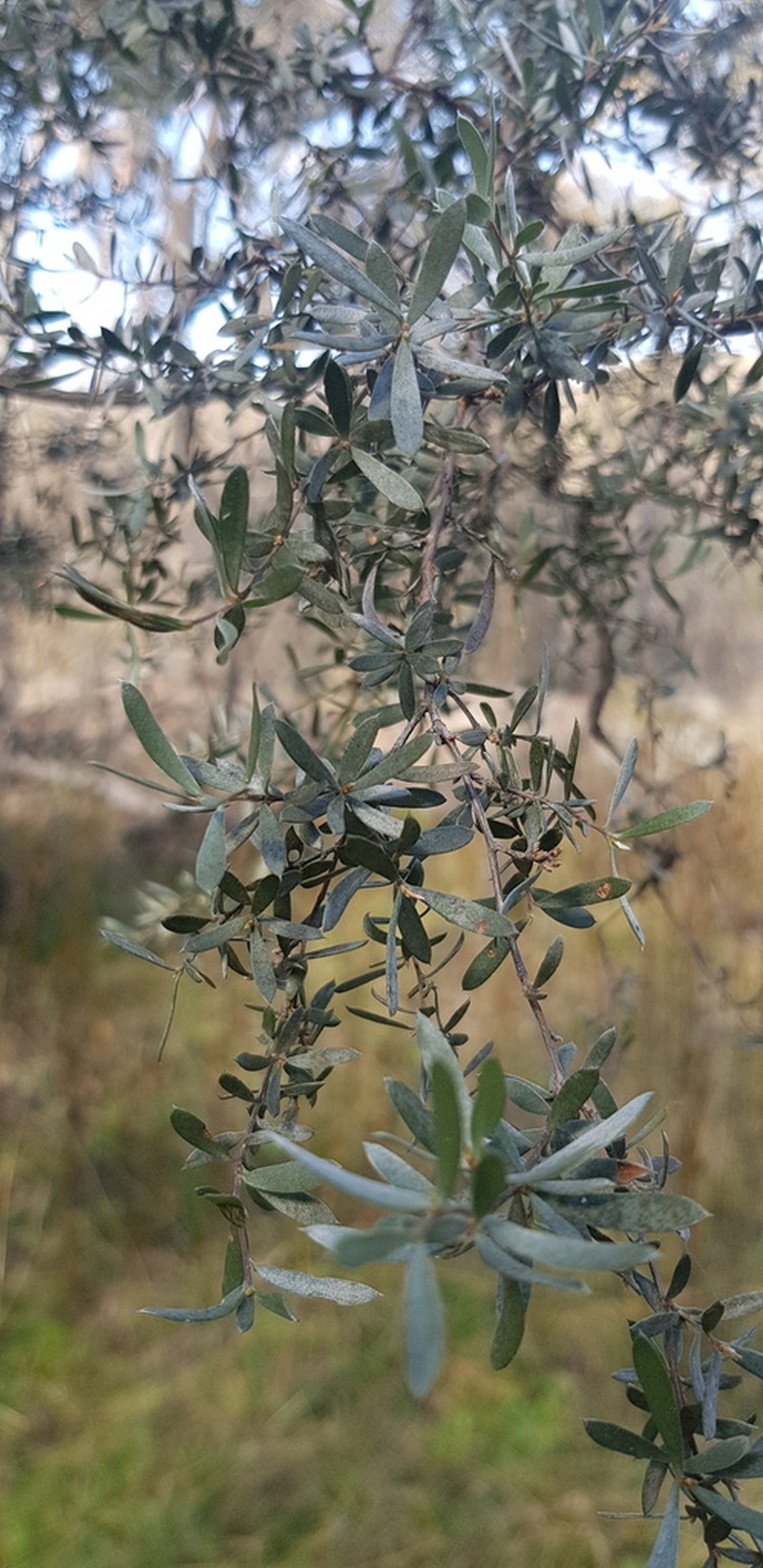 Gaudium brevipes photo 7