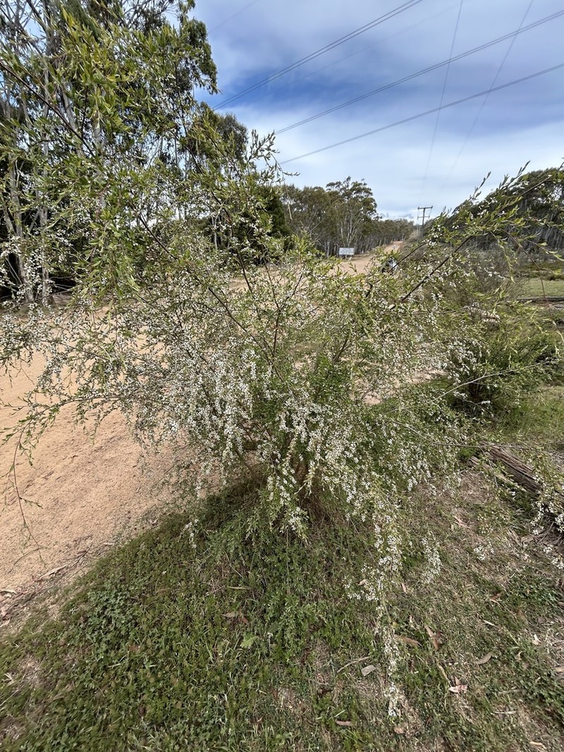 Gaudium brevipes photo 8