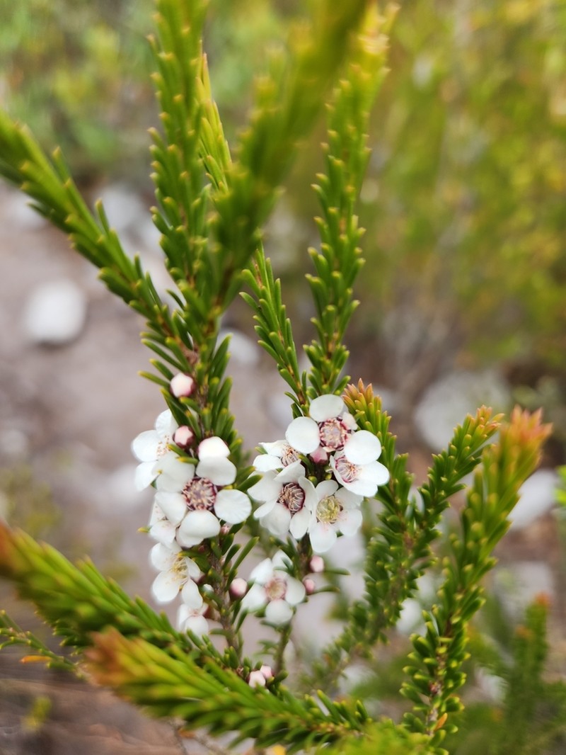 Gaudium confertum