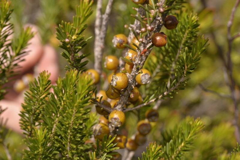 Gaudium confertum photo 2