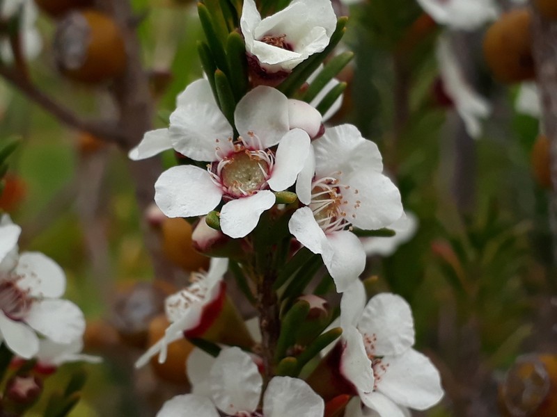 Gaudium confertum photo 3