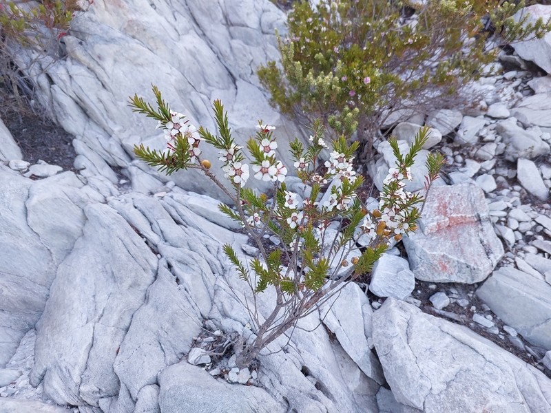 Gaudium confertum photo 4