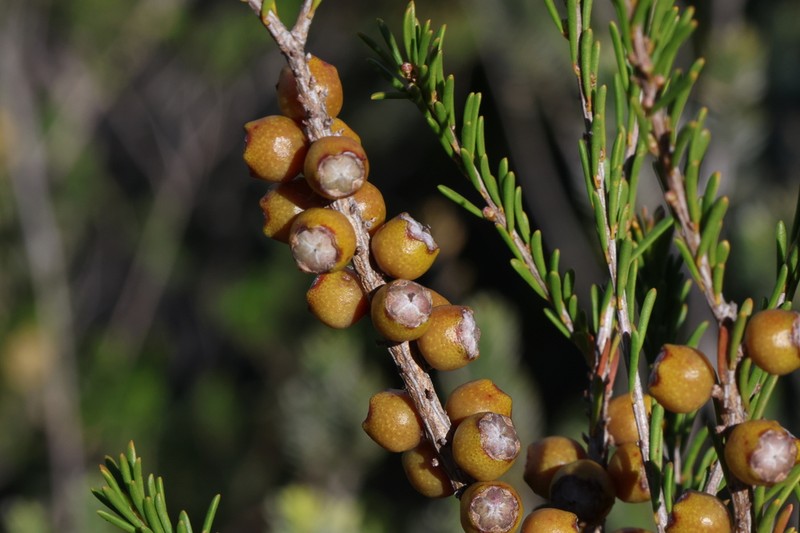 Gaudium confertum photo 8