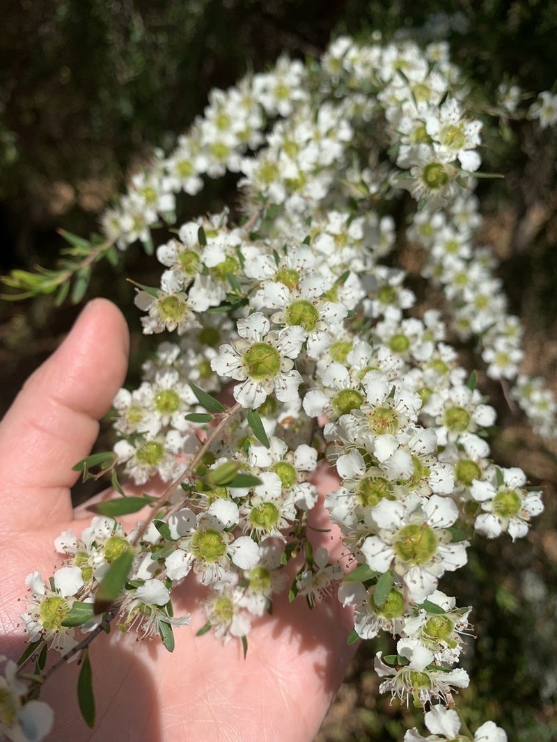 Gaudium deanei photo 2