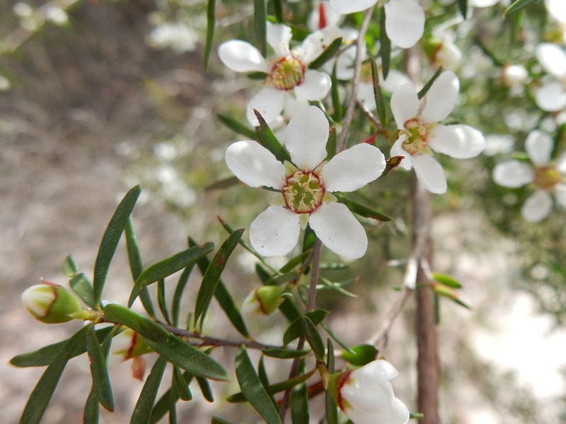 Gaudium deanei photo 3