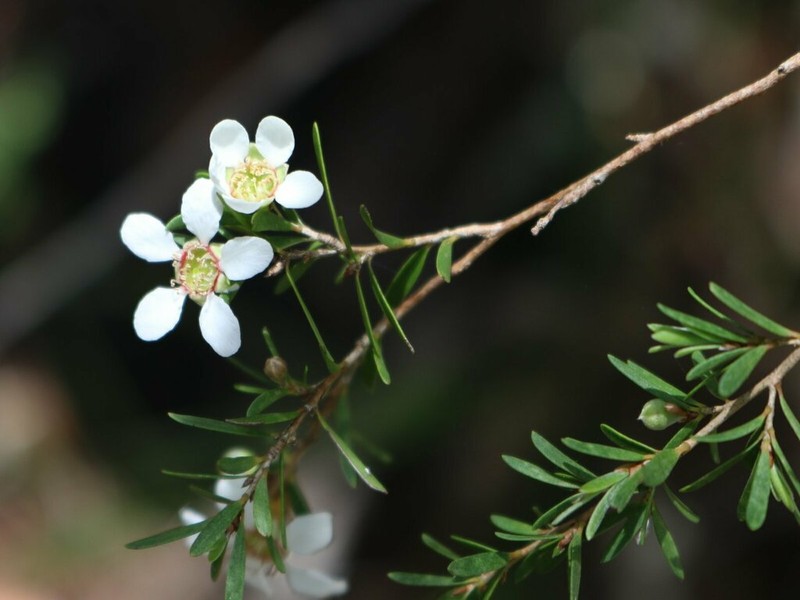 Gaudium deanei photo 4