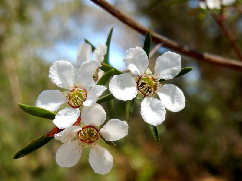 Gaudium deanei photo 5