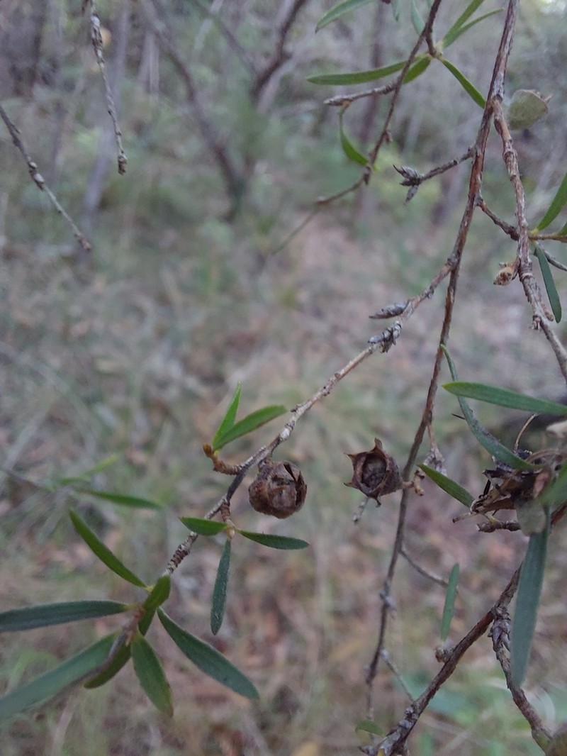 Gaudium deanei photo 6