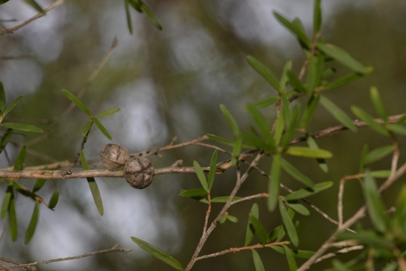 Gaudium deanei photo 7
