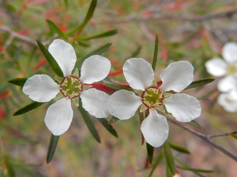 Gaudium deanei