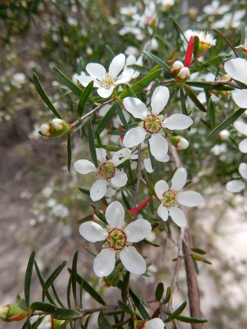 Gaudium deanei photo 8