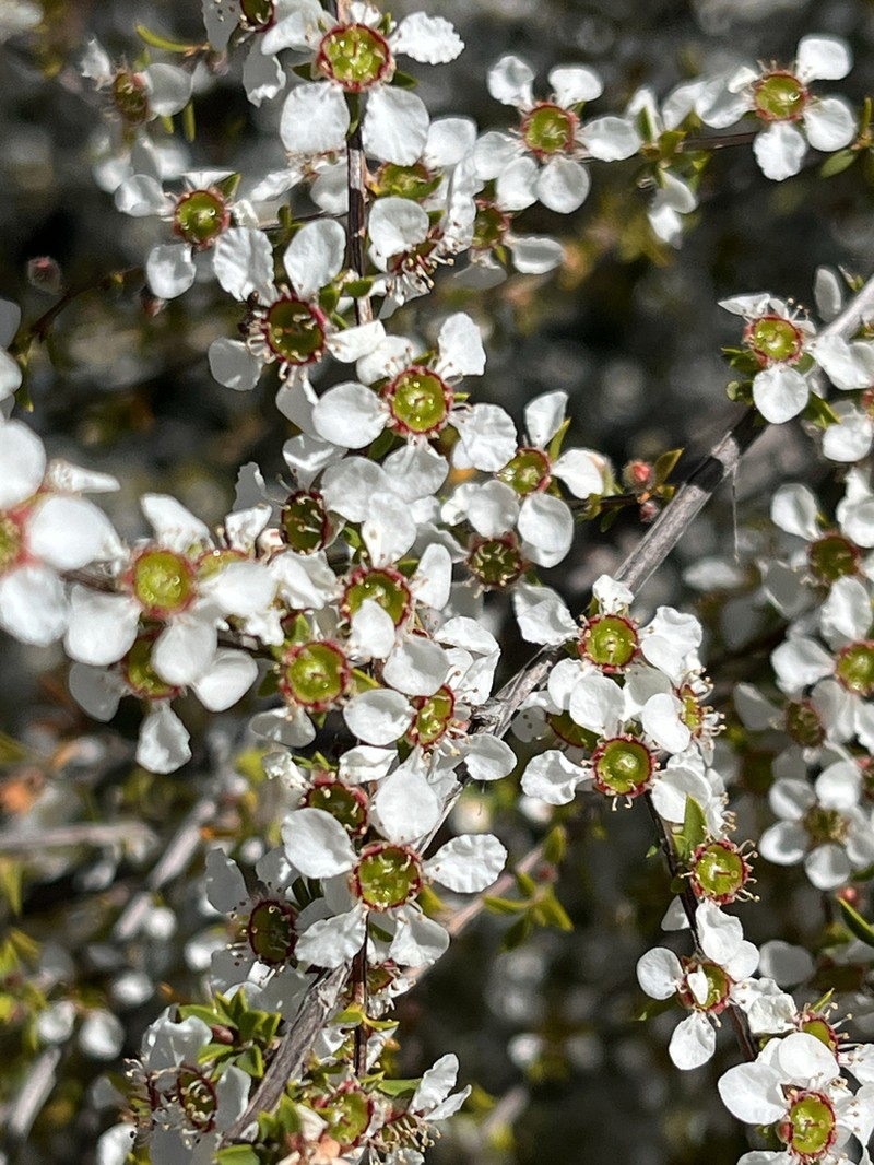 Gaudium divaricatum