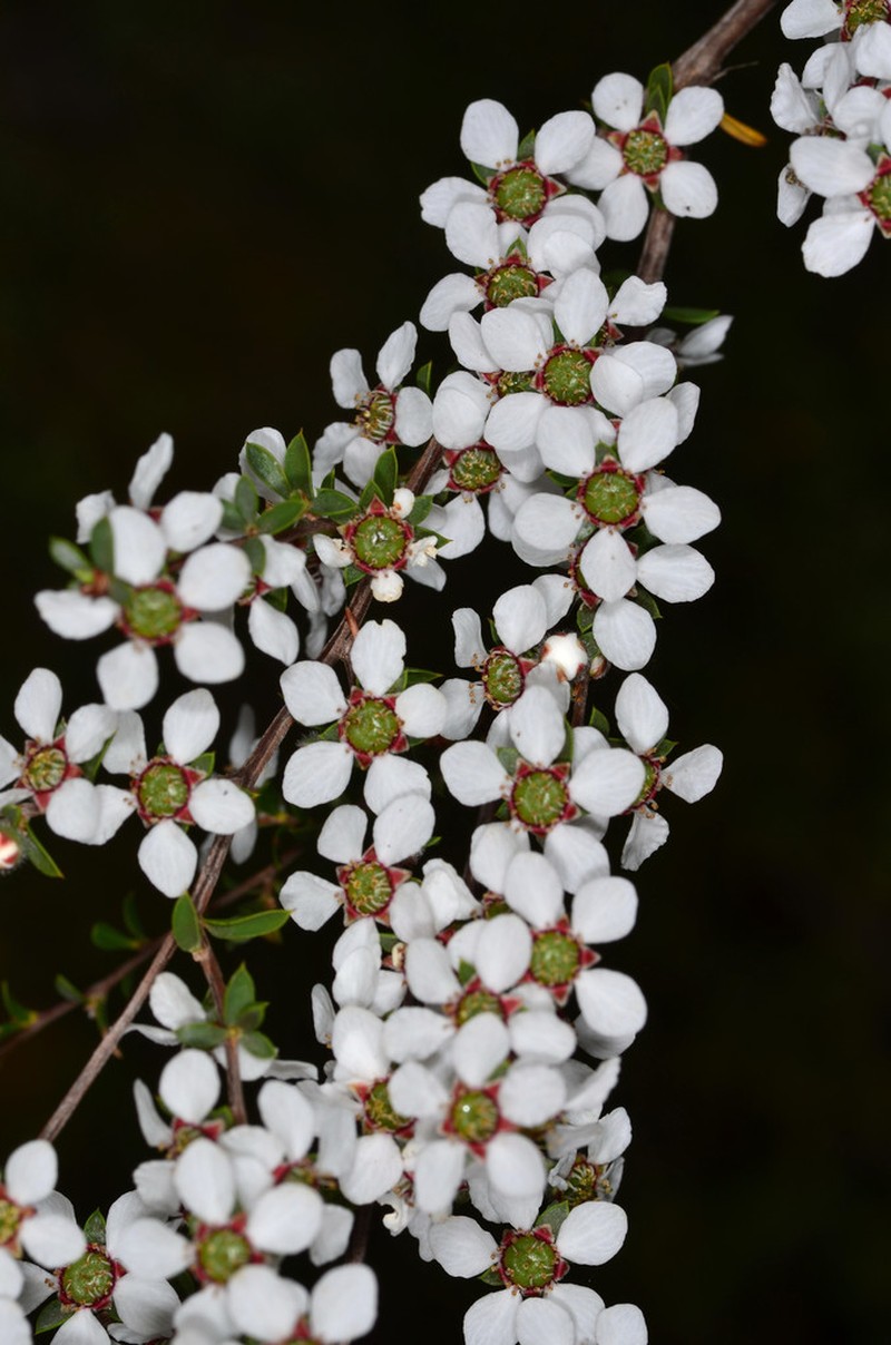 Gaudium divaricatum photo 3