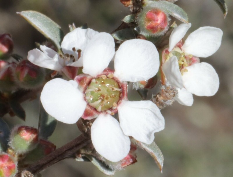 Gaudium divaricatum photo 4