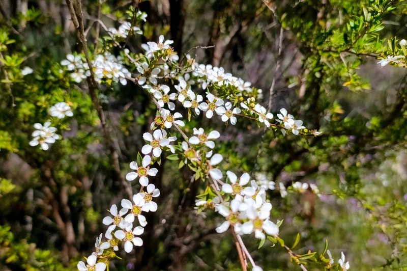 Gaudium divaricatum photo 5
