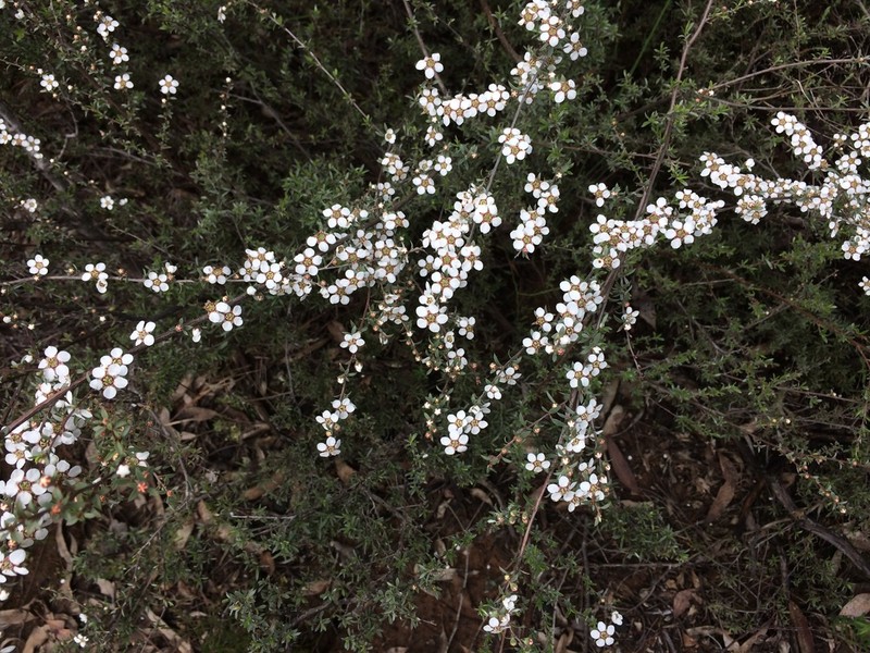 Gaudium divaricatum photo 6