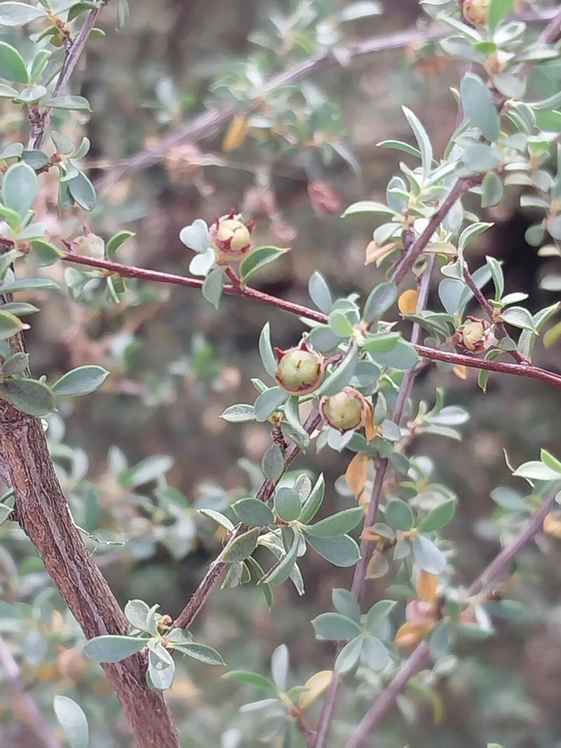 Gaudium divaricatum photo 7