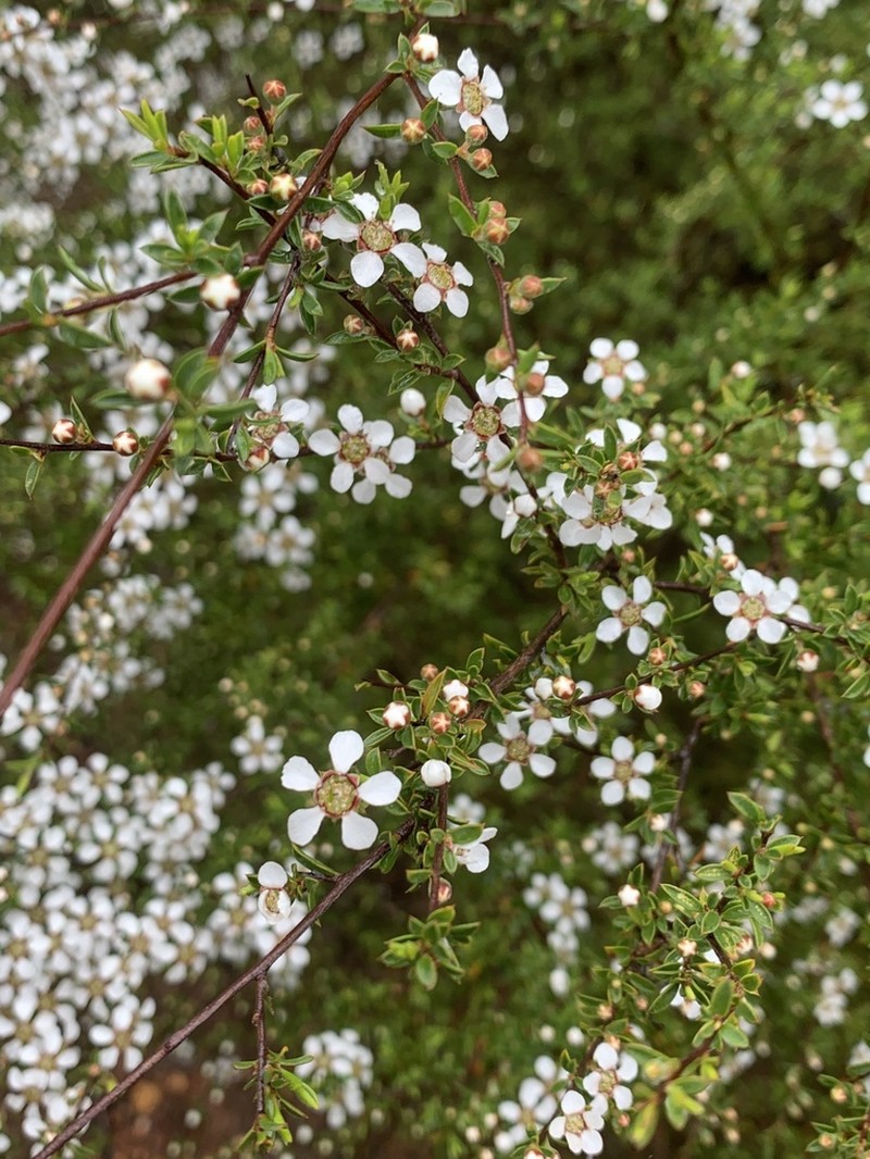 Gaudium divaricatum photo 8