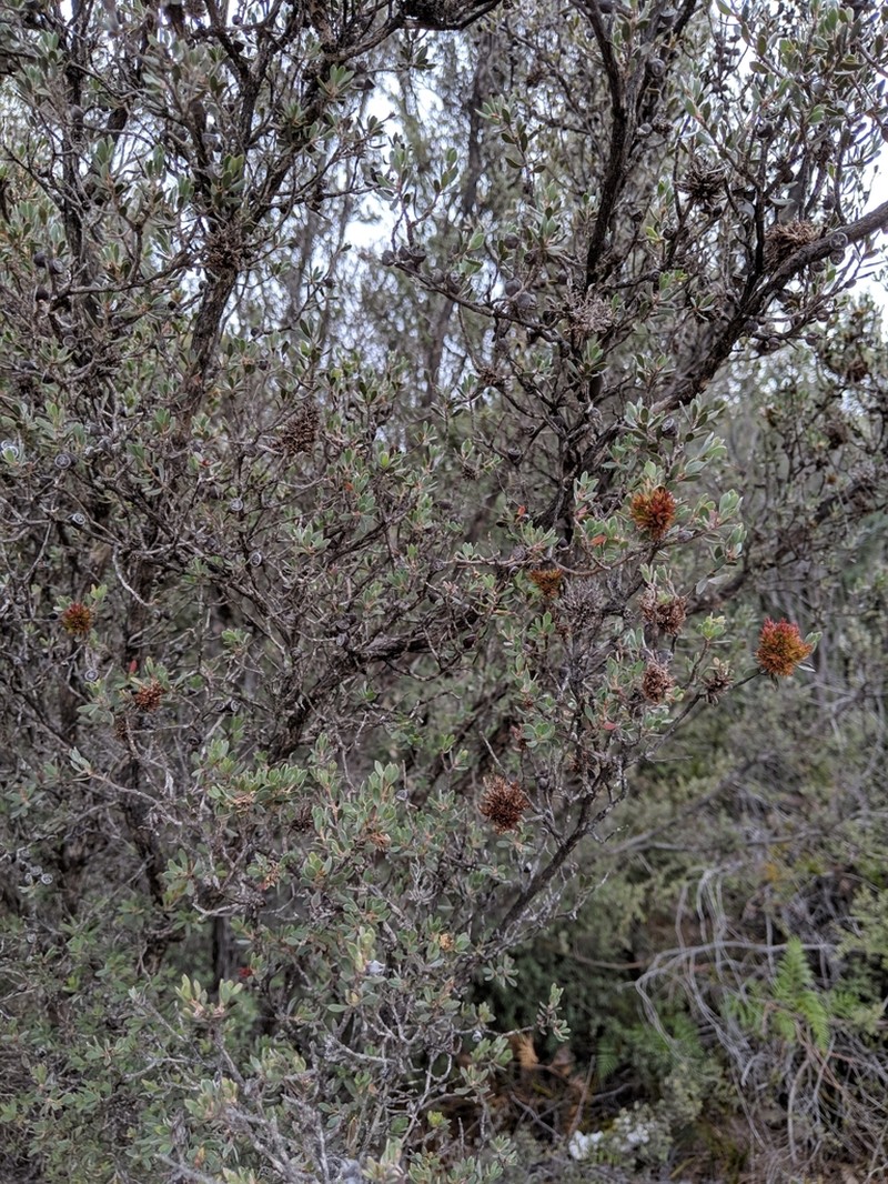 Gaudium glaucescens