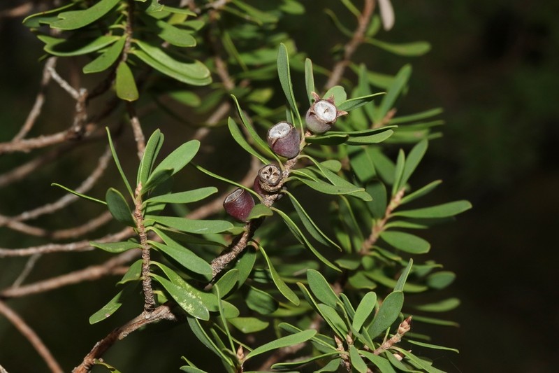 Gaudium glaucescens photo 2
