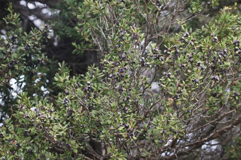 Gaudium glaucescens photo 3