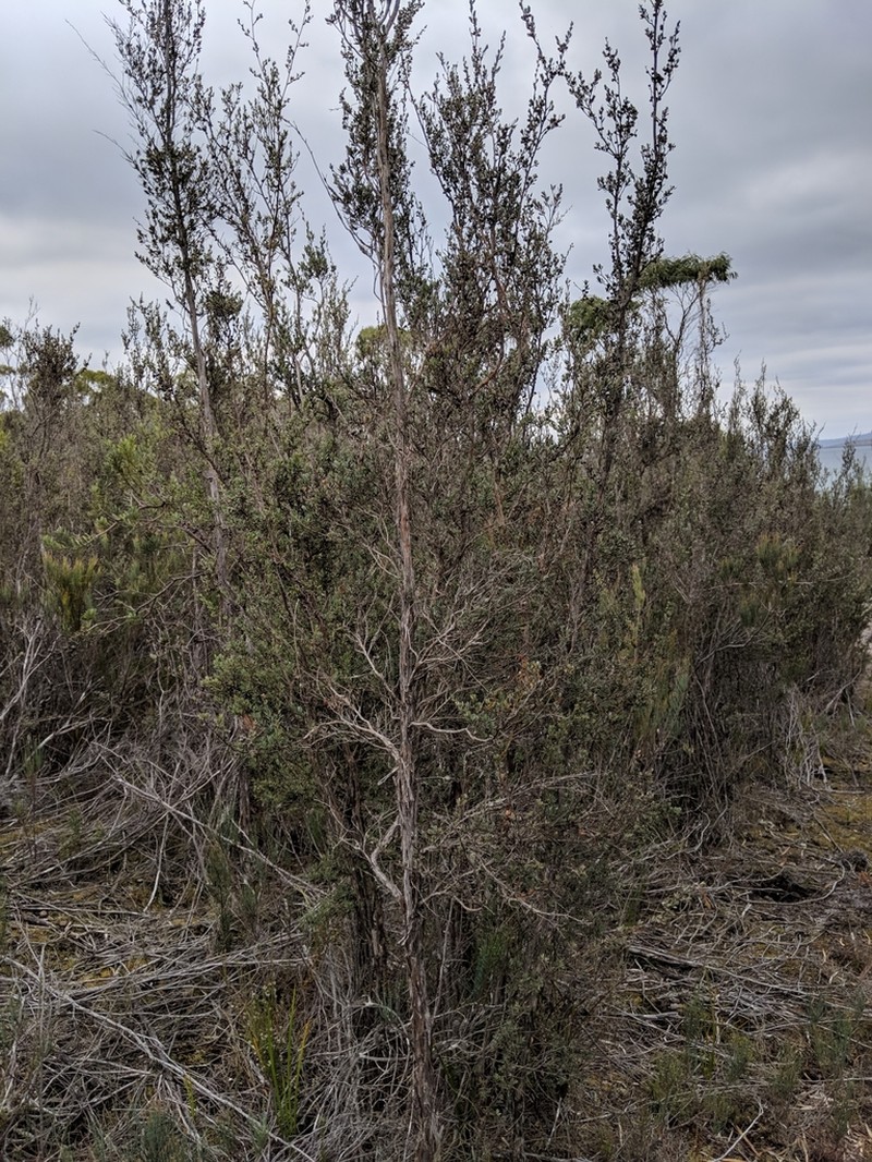Gaudium glaucescens photo 4