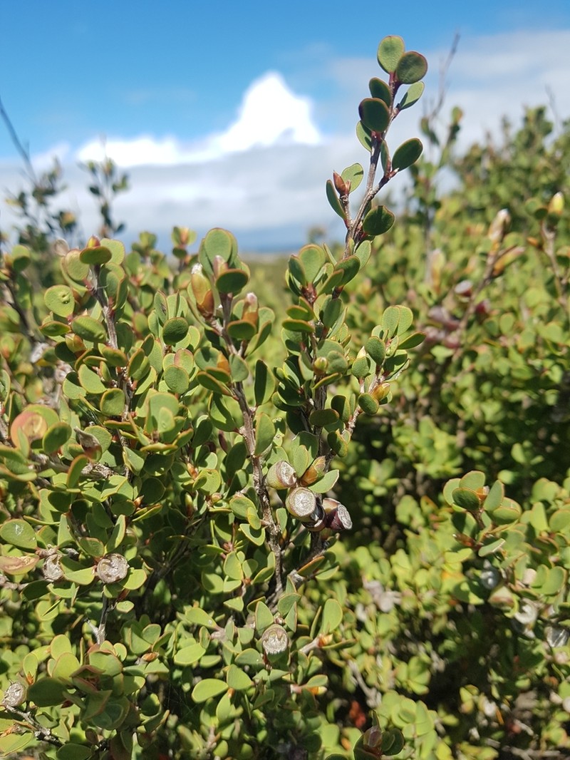 Gaudium glaucescens photo 6