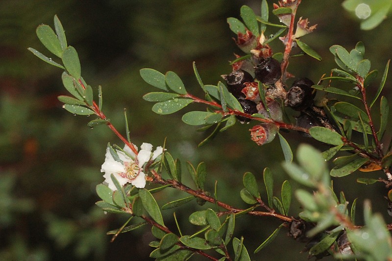 Gaudium glaucescens photo 7