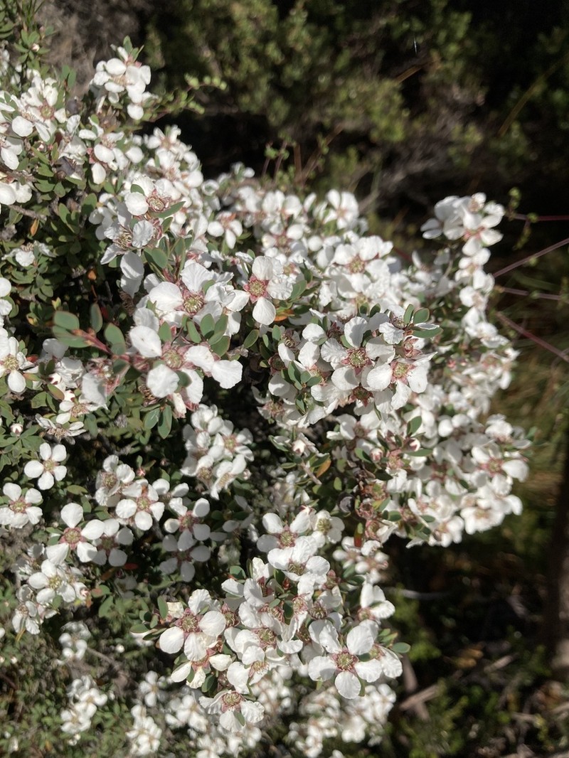 Gaudium glaucescens photo 8