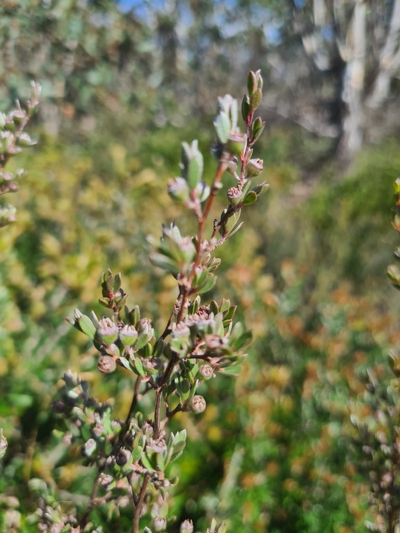 Gaudium jingera photo 2