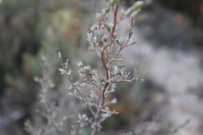 Gaudium jingera photo 3