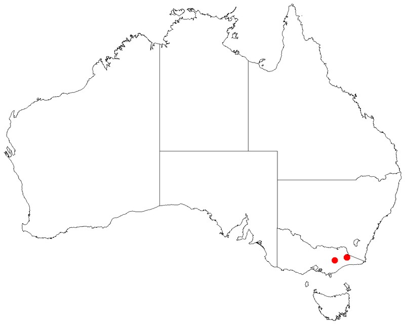 Gaudium jingera