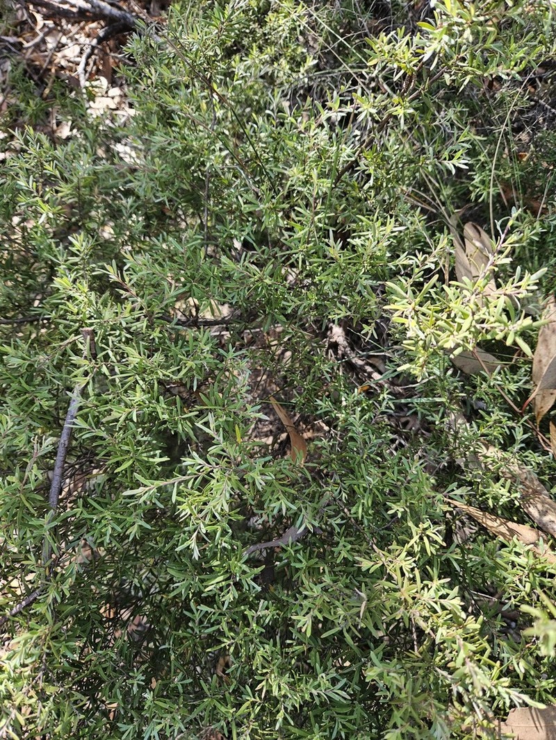 Gaudium lamellatum