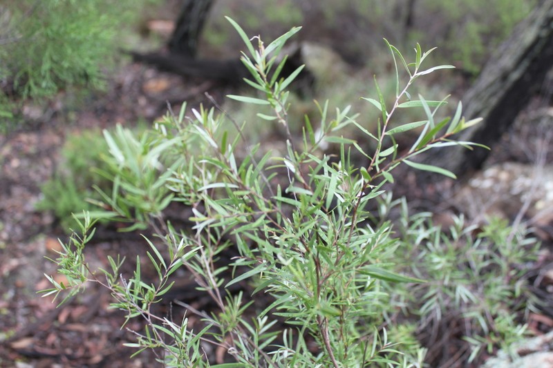 Gaudium lamellatum photo 2